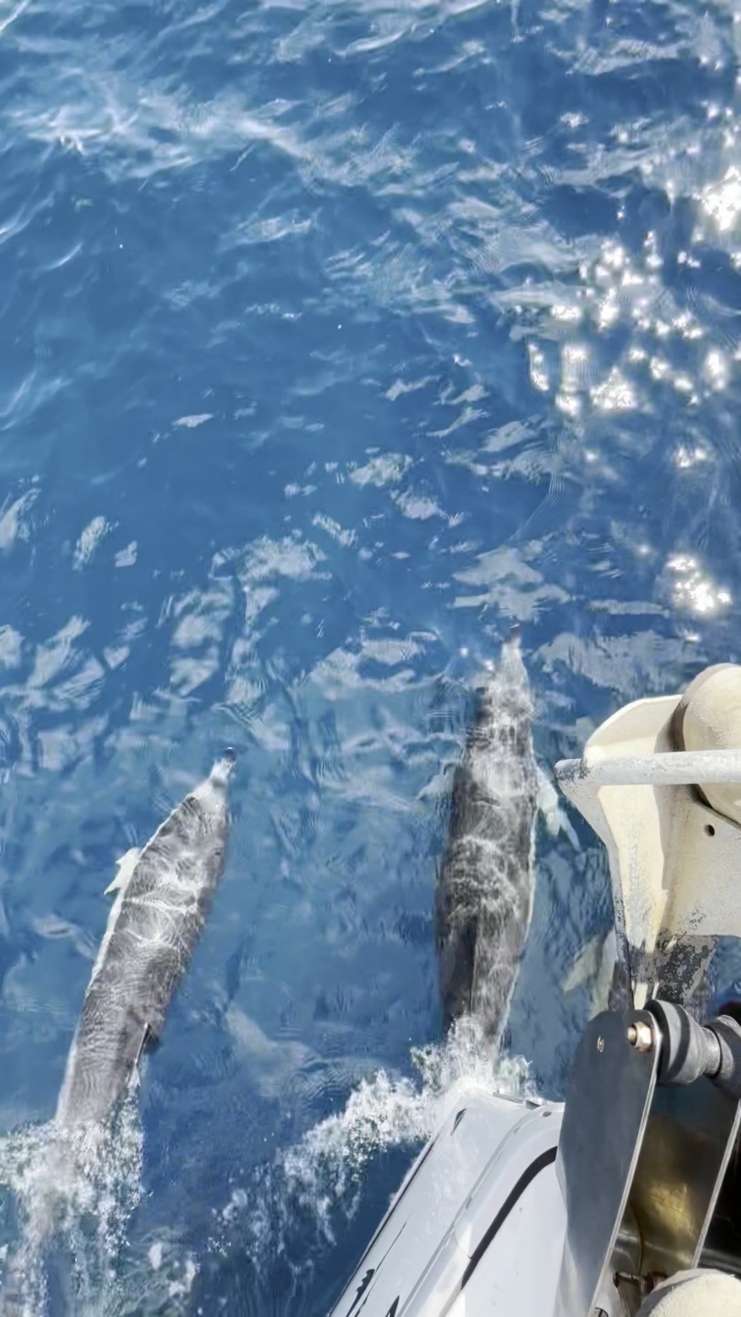 Dos delfines nadando junto a la proa del barco en la Bahía de Algeciras